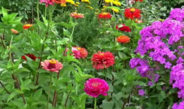 花卉视频,跟随视频探寻花卉之美